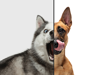 Image showing Fun and creative combination of portraits of young dogs with different emotions, various expression on splited multicolored background.