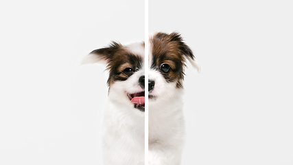 Image showing Fun and creative combination of portraits of young dogs with different emotions, various expression on splited multicolored background.