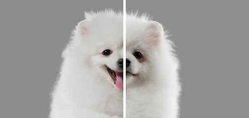 Image showing Fun and creative combination of portraits of young dogs with different emotions, various expression on splited multicolored background.