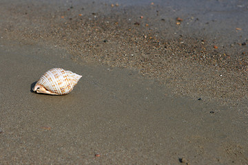 Image showing beach shore shell