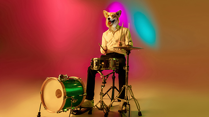 Image showing Talented dog, professional musician performing on multicoloted background in neon light. Concept of music, hobby, festival, contemporary art collage. Modern design.