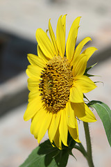 Image showing sunflower