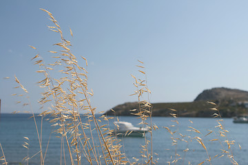 Image showing dry plant and sea