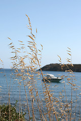 Image showing dry plant and boat