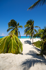 Image showing Palms on beach