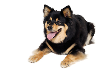 Image showing Happy Finnish Lapphund dog sitting on a white background