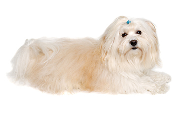 Image showing Sad Coton De Tulear dog resting on a clean white background