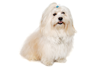 Image showing Happe Coton De Tulear dog sitting on a clean white background