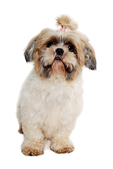 Image showing Sad shih tzu dog sitting on a clean white background.