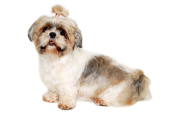 Image showing Sad shih tzu dog sitting on a clean white background.