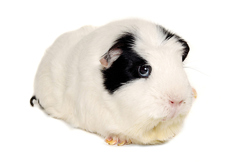 Image showing Two Guinea pigs on a clean white background