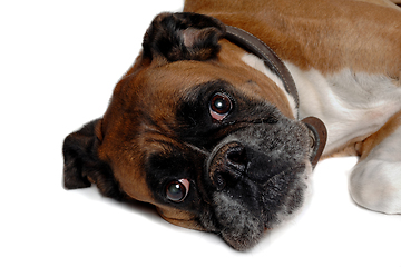 Image showing Happy boxer dog on a white background