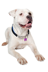 Image showing American bulldog on a clean white background