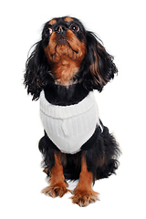 Image showing Sad Cavalier King Charles Spaniel dog