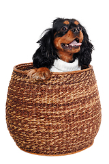 Image showing Happy Cavalier King Charles Spaniel dog in a basket 