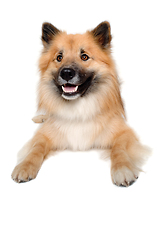 Image showing Happy Eurasier dog 