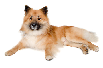 Image showing Happy Eurasier dog