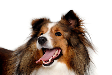 Image showing Happy shetland sheepdog taken on at clean white background