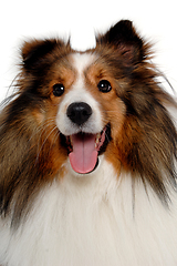 Image showing Happy shetland sheepdog taken on at clean white background