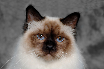 Image showing Face of a sad Holy Birman cat