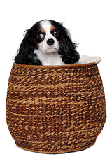 Image showing Sad Cavalier King Charles Spaniel dog in a basket 