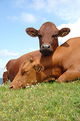 Image showing Cows resting on green grass