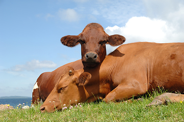 Image showing Cows resting on green grass