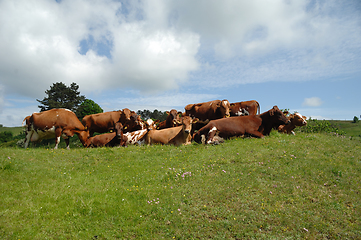 Image showing Cows resting on green grass