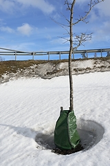 Image showing planting tree with watering bag in winter