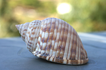 Image showing shell closeup