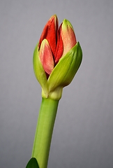 Image showing half open amaryllis bud on a gray background