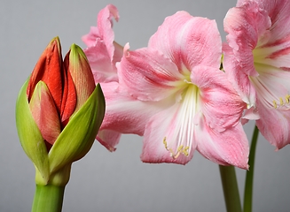 Image showing half open amaryllis bud and amaryllis flowers