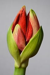 Image showing half open amaryllis bud on a neutral background