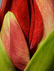 Image showing close-up of unblown beautiful amaryllis bud