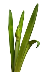 Image showing unblown amaryllis bud and leaves on a white 