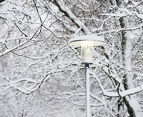 Image showing street lamp among snow covered branches 