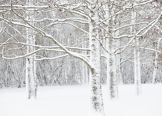 Image showing trees in the park covered with snow