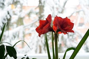 Image showing blooming red hyperastrums on the window