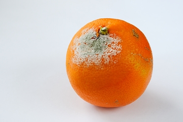 Image showing spoiled moldy tangerine on neutral background