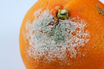 Image showing spoiled moldy tangerine on neutral background
