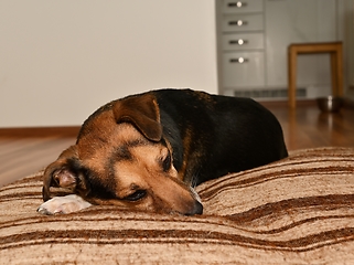 Image showing sad dog lies on his mattress in the room