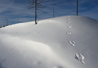 Image showing footprints of a hare on the slope