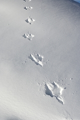 Image showing footprints of a hare on freshly fallen snow