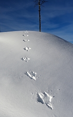 Image showing footprints of a hare on a snowy hill