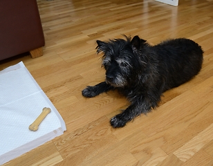 Image showing dog lies on the floor and looks at the bone