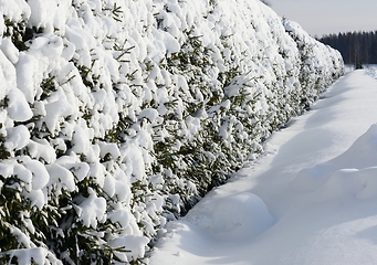 Image showing living green hedge covered with snow in Finland 