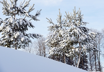 Image showing young pine trees on a hill covered with snow 