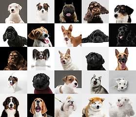 Image showing Young dogs, pets collage. Cute doggies or pets looking happy isolated on multicolored background.