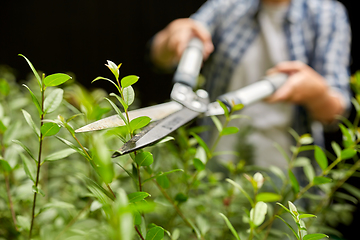 Image showing woman with pruner cutting branches at garden