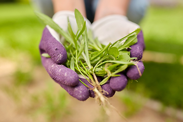 Image showing woman weeding flowerbed at summer garden